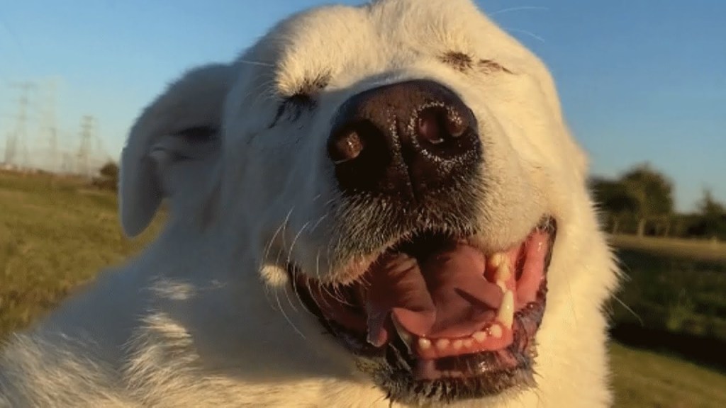 Watch “Woman was told to put her blind dog down. Her response was perfect.” on&nbsp;YouTube