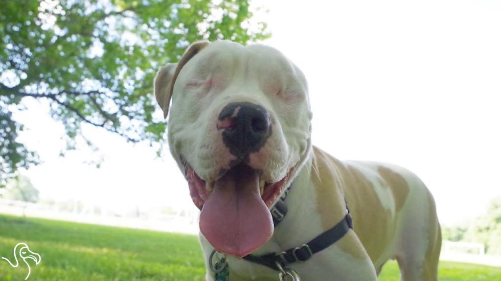 Watch “Pit Bull Was Abandoned After He Was Hit By A Car” on&nbsp;YouTube