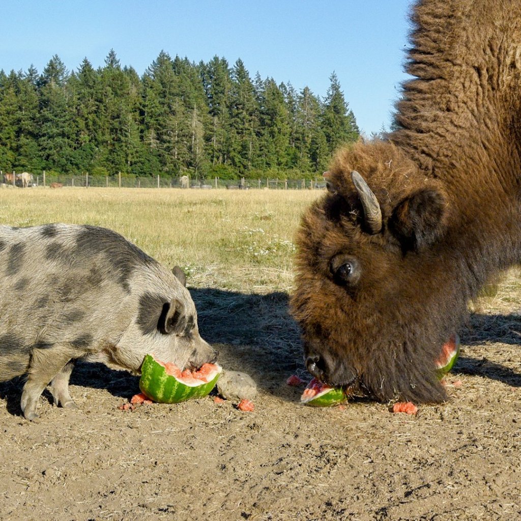 Watch “This Blind Buffalo’s Bodyguard Is A Loyal Pig | The Dodo Odd Couples” on&nbsp;YouTube