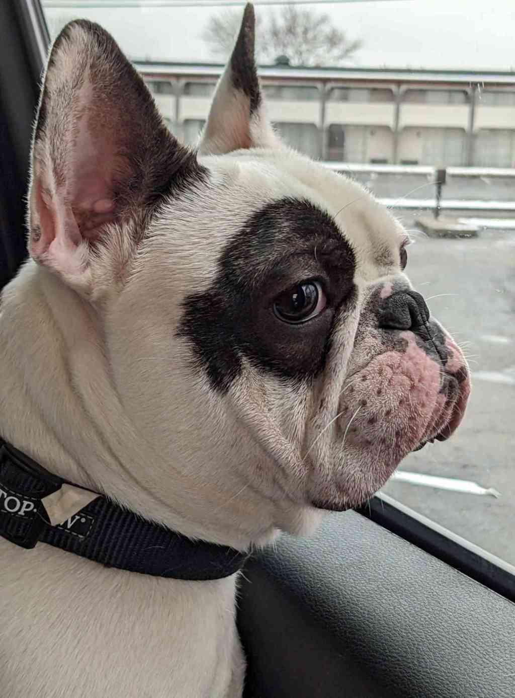 Watch “Shelter goes viral for labelling dog a ‘fire-breathing demon’ in ad | Today Show Australia” on&nbsp;YouTube