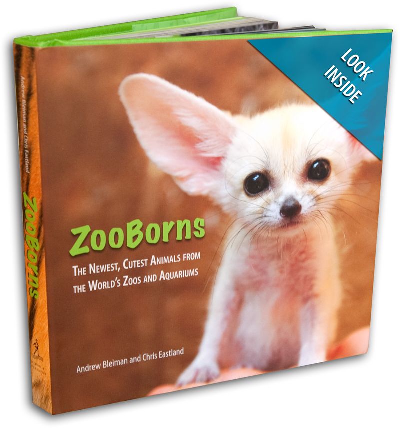 Watch “Blind, Orphaned Red Fox Kit at Buttonwood Park Zoo” on&nbsp;YouTube